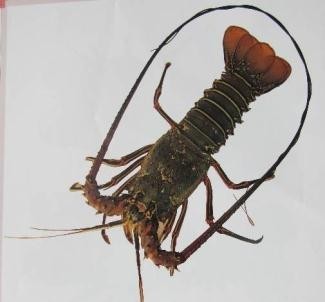 langosta